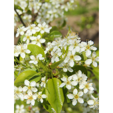 PRUNUS mahaleb