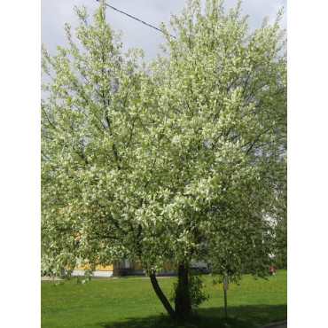 PRUNUS mahaleb