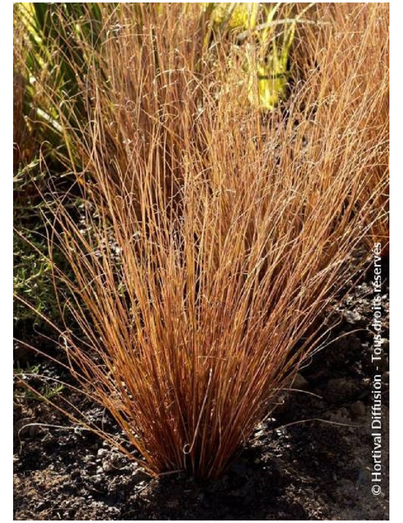 CAREX buchananii