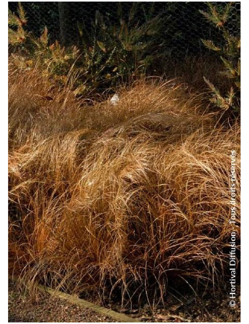 CAREX comans BRONZE FORM