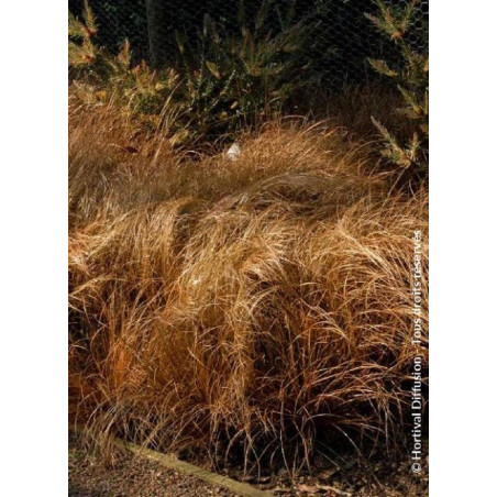 CAREX comans BRONZE FORM