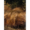 CAREX comans BRONZE FORM