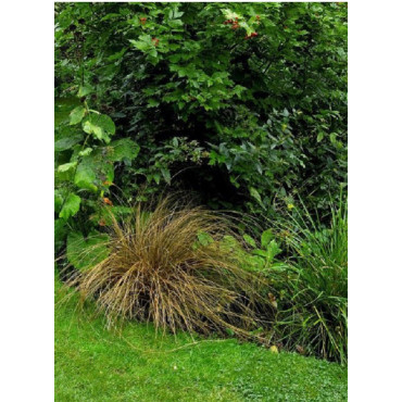 CAREX comans BRONZE FORM