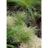 CAREX comans FROSTED CURLS