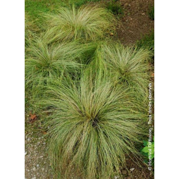 CAREX comans FROSTED CURLS