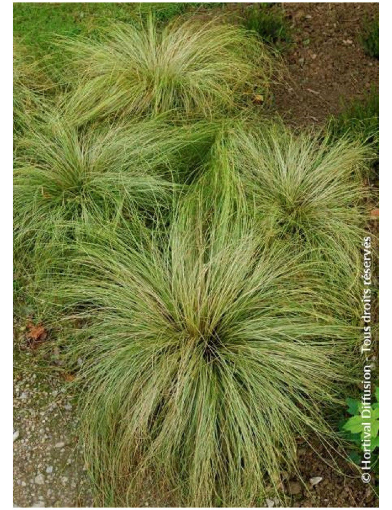 CAREX comans FROSTED CURLS