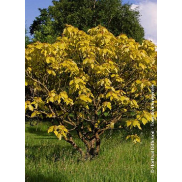 CATALPA bignonioides AUREA