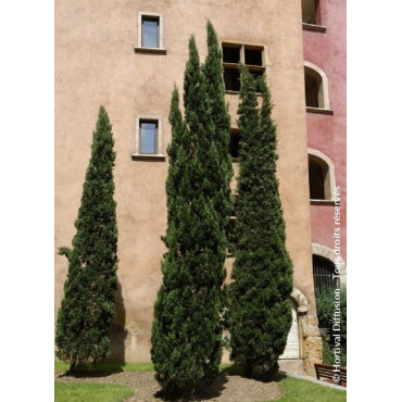 CUPRESSUS sempervirens STRICTA