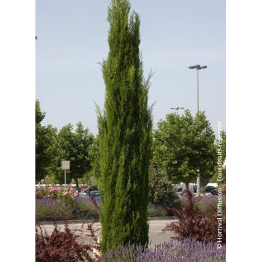 CUPRESSUS sempervirens STRICTA