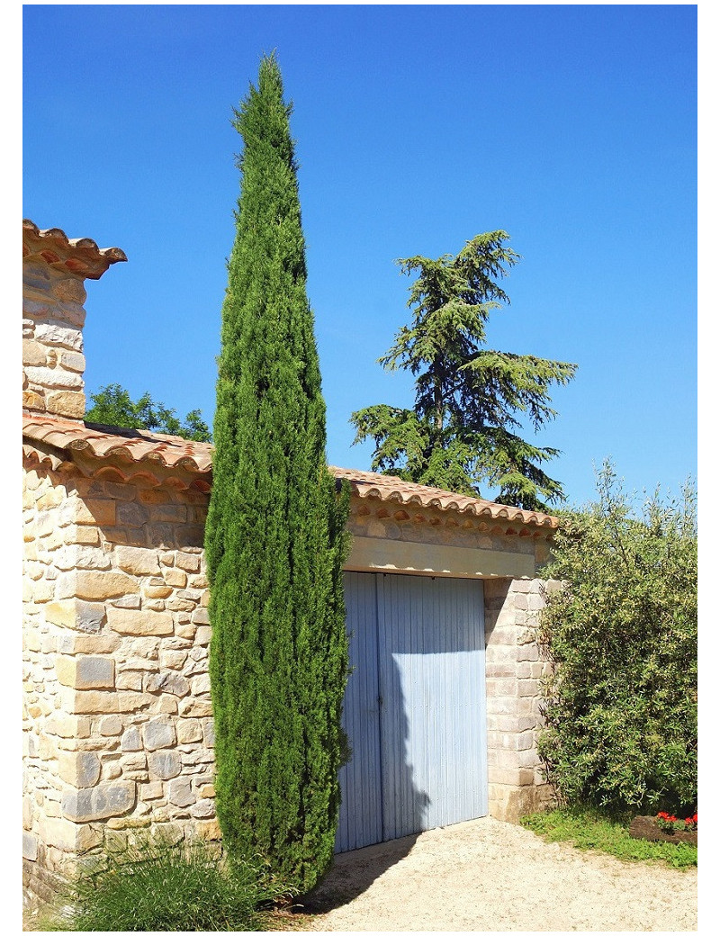 CUPRESSUS sempervirens STRICTA