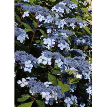 HYDRANGEA serrata BLUEBIRD