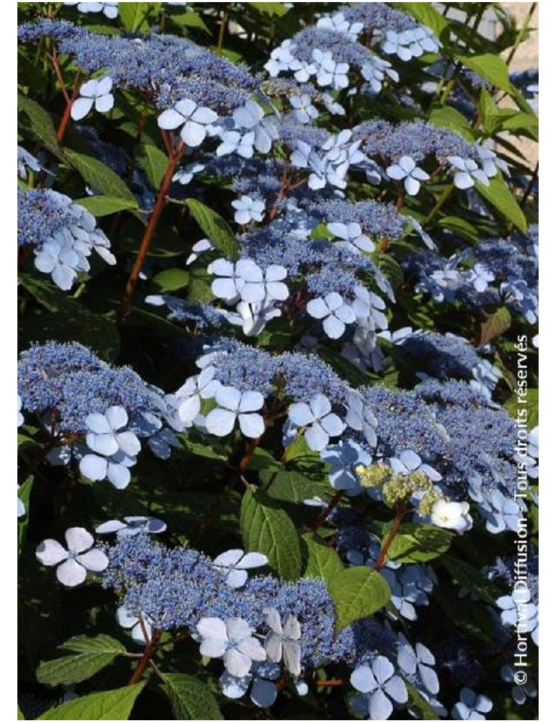 HYDRANGEA serrata BLUEBIRD