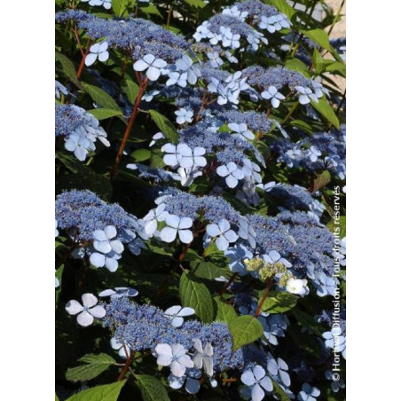 HYDRANGEA serrata BLUEBIRD