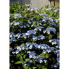 HYDRANGEA serrata BLUEBIRD