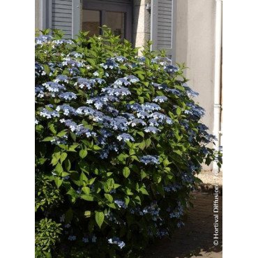 HYDRANGEA serrata BLUEBIRD