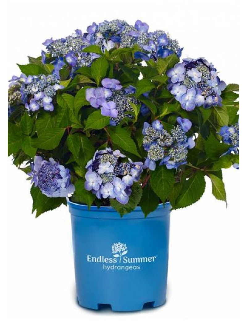 HYDRANGEA ENDLESS SUMMER TWIST-N-SHOUT BLEU  