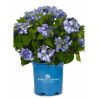 HYDRANGEA ENDLESS SUMMER TWIST-N-SHOUT BLEU  