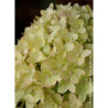 HYDRANGEA paniculata LITTLE LIME