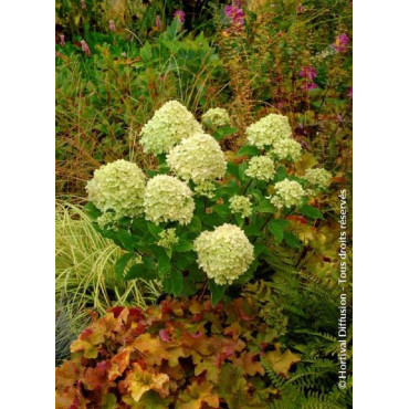 HYDRANGEA paniculata LITTLE LIME