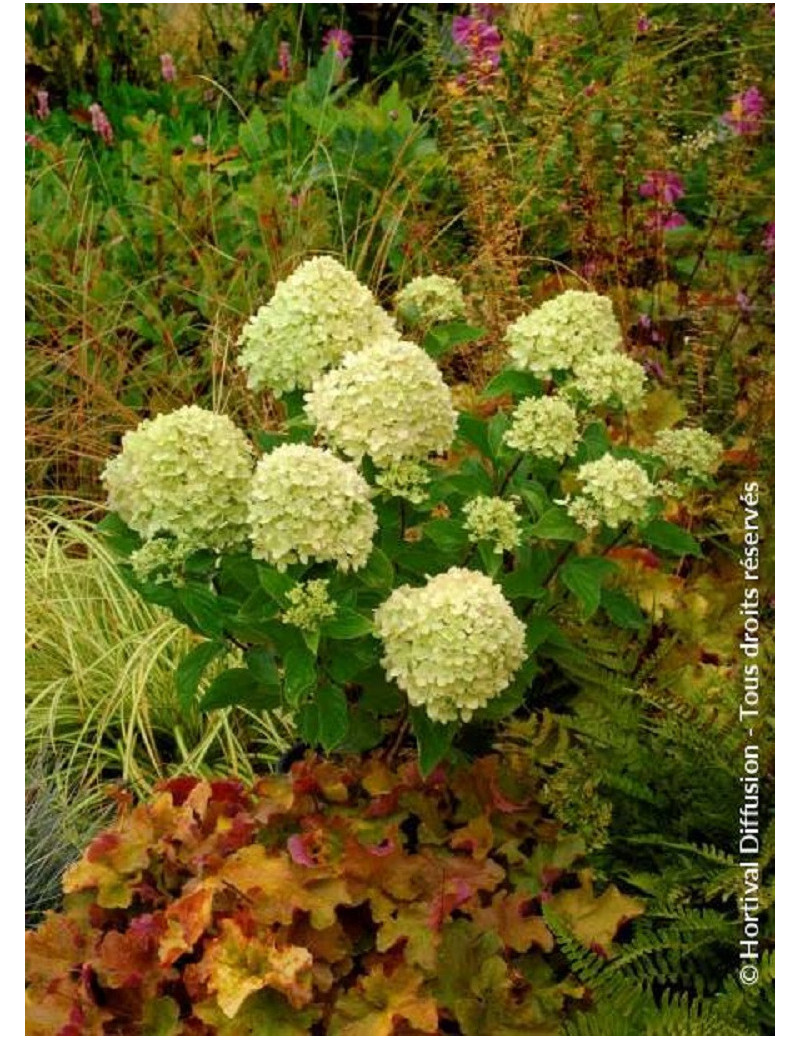 HYDRANGEA paniculata LITTLE LIME