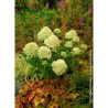 HYDRANGEA paniculata LITTLE LIME