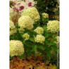 HYDRANGEA paniculata LITTLE LIME