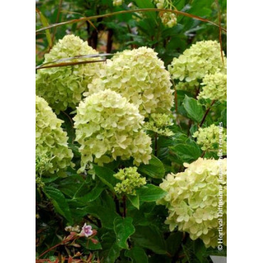 HYDRANGEA paniculata LITTLE LIME