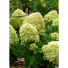 HYDRANGEA paniculata LITTLE LIME