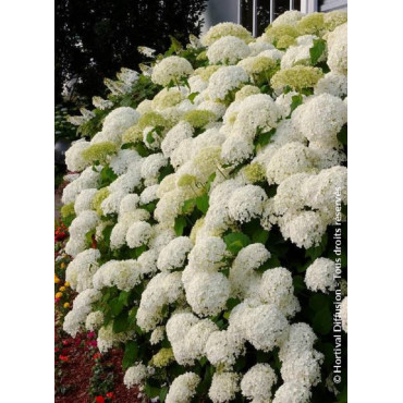 HYDRANGEA arborescens ANNABELLE