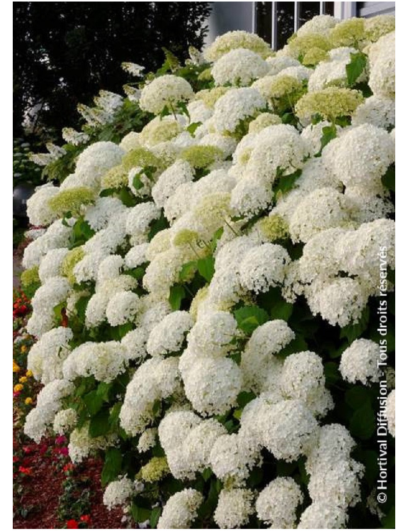 HYDRANGEA arborescens ANNABELLE