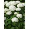 HYDRANGEA arborescens ANNABELLE