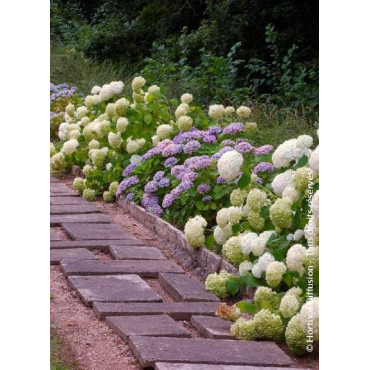 HYDRANGEA arborescens ANNABELLE