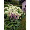 HYDRANGEA arborescens ANNABELLE