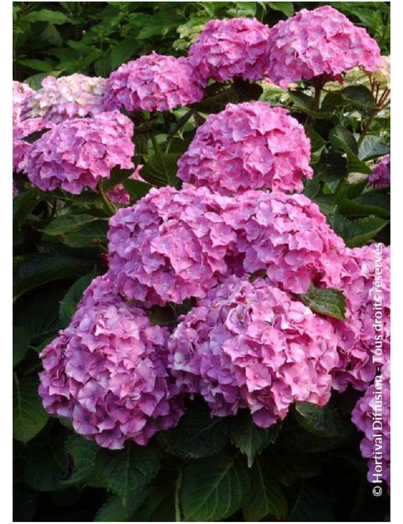 HYDRANGEA BENELUX ROSE