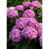 HYDRANGEA BENELUX ROSE