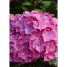 HYDRANGEA BENELUX ROSE