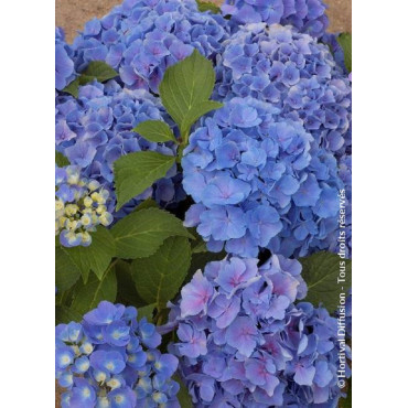 HYDRANGEA BENELUX BLEU