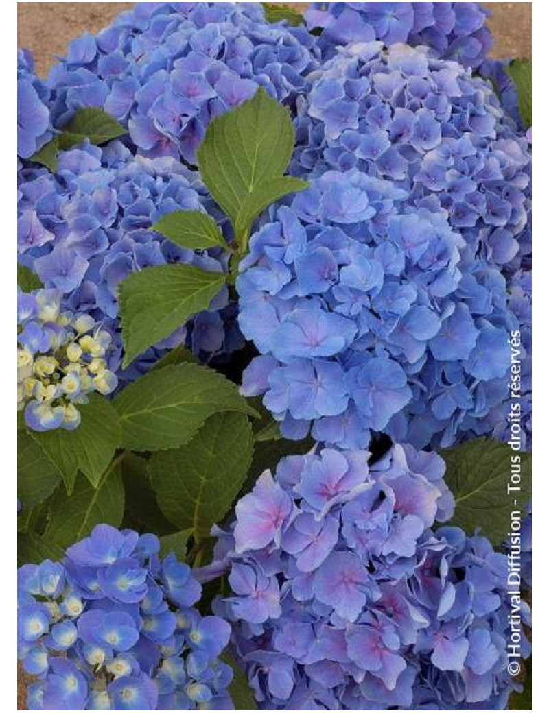 HYDRANGEA BENELUX BLEU