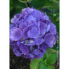 HYDRANGEA BODENSEE