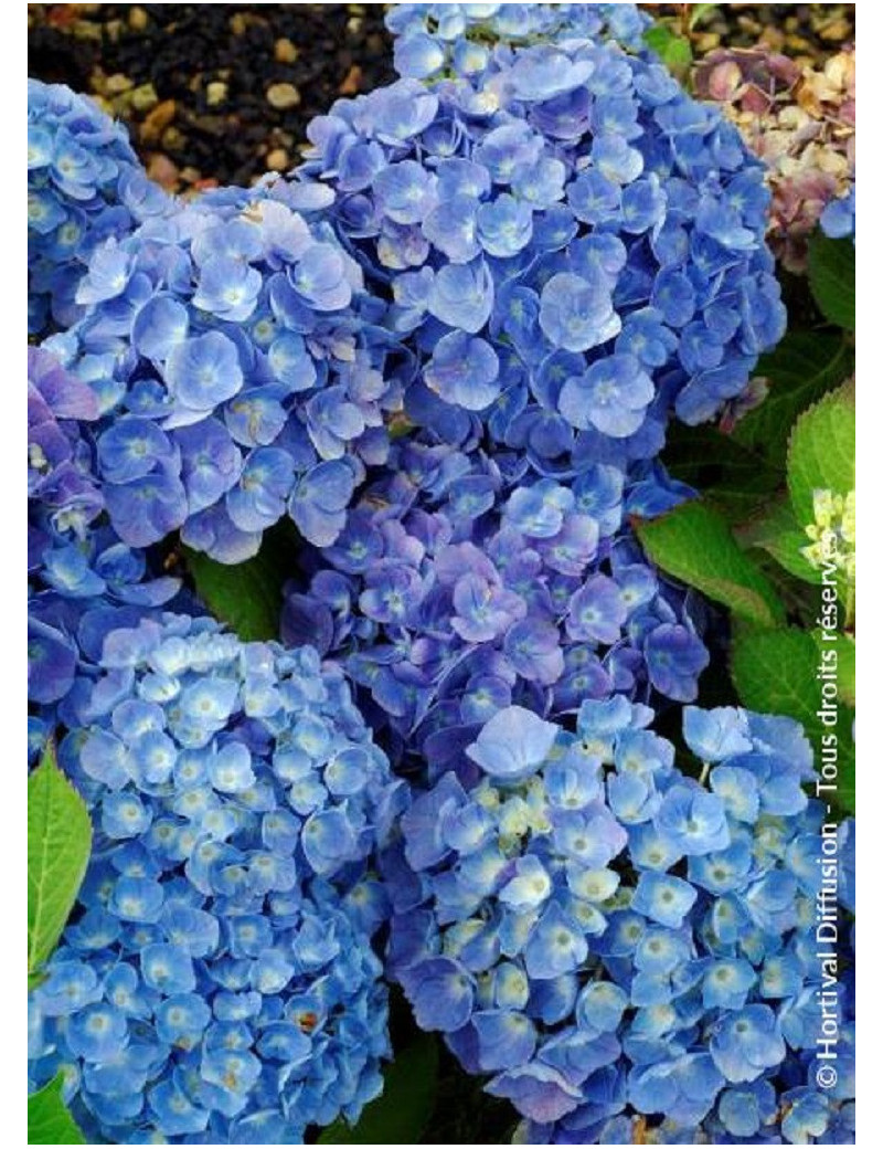 HYDRANGEA BODENSEE