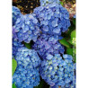 HYDRANGEA BODENSEE