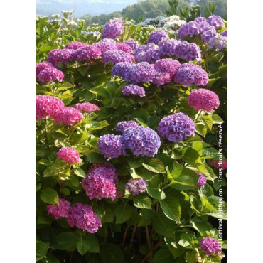 HYDRANGEA BODENSEE