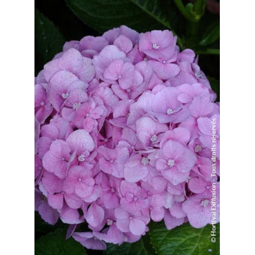 HYDRANGEA BODENSEE