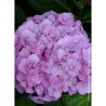 HYDRANGEA BODENSEE