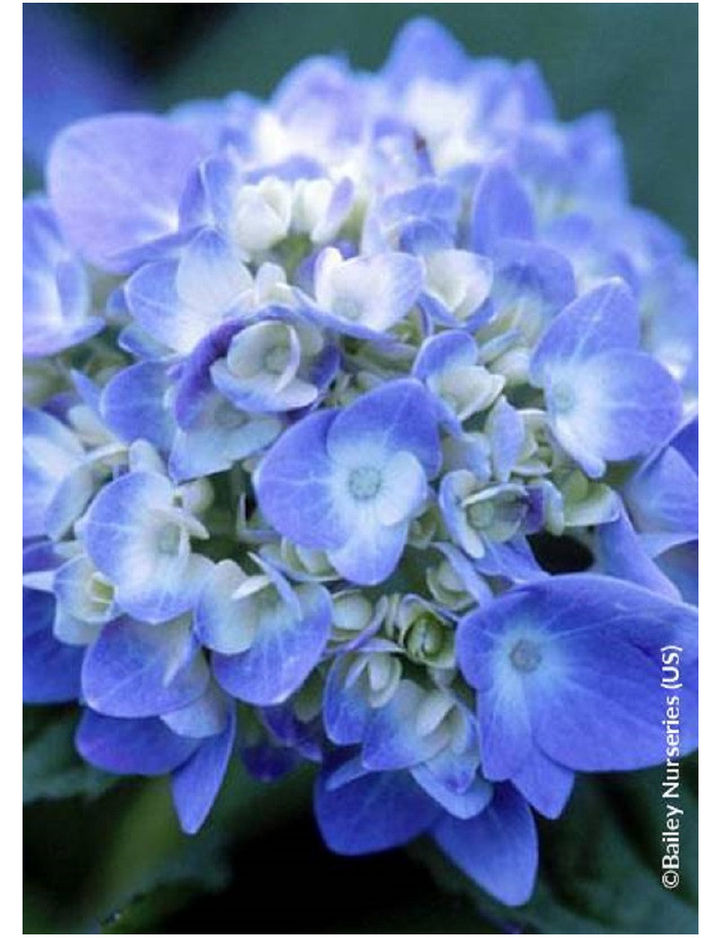 HYDRANGEA ENDLESS SUMMER ORIGINAL BLEU