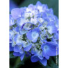 HYDRANGEA ENDLESS SUMMER ORIGINAL BLEU