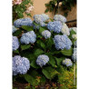 HYDRANGEA ENDLESS SUMMER ORIGINAL BLEU