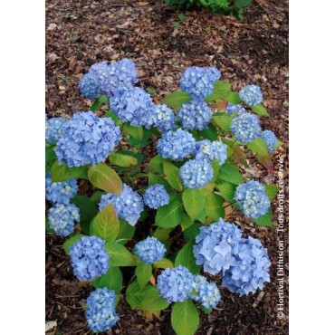 HYDRANGEA ENDLESS SUMMER ORIGINAL BLEU