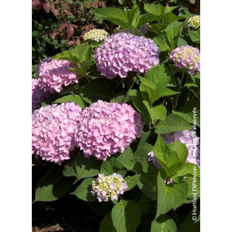 HYDRANGEA ENDLESS SUMMER ORIGINAL ROSE