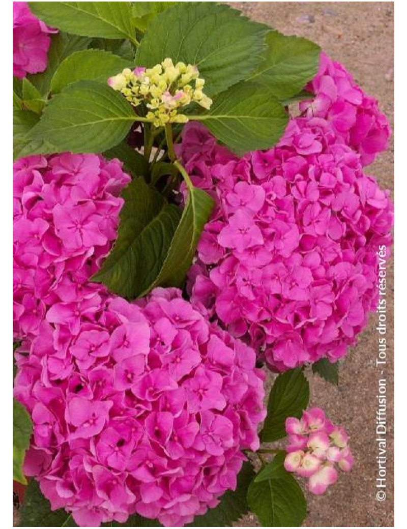 HYDRANGEA FREUDENSTEIN